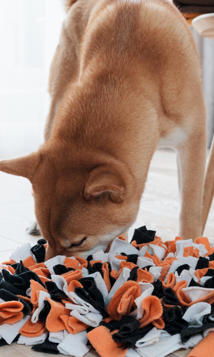 Cane impegnato in un’attività di problem solving, con focus su concentrazione, ragionamento, autonomia e stimolazione mentale.