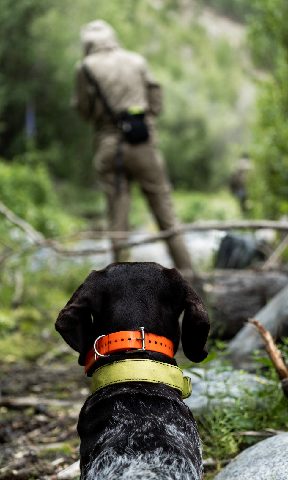 Cane durante un dog trekking in natura, tra esplorazione, movimento, gestione del percorso e attività condivisa con il proprietario.