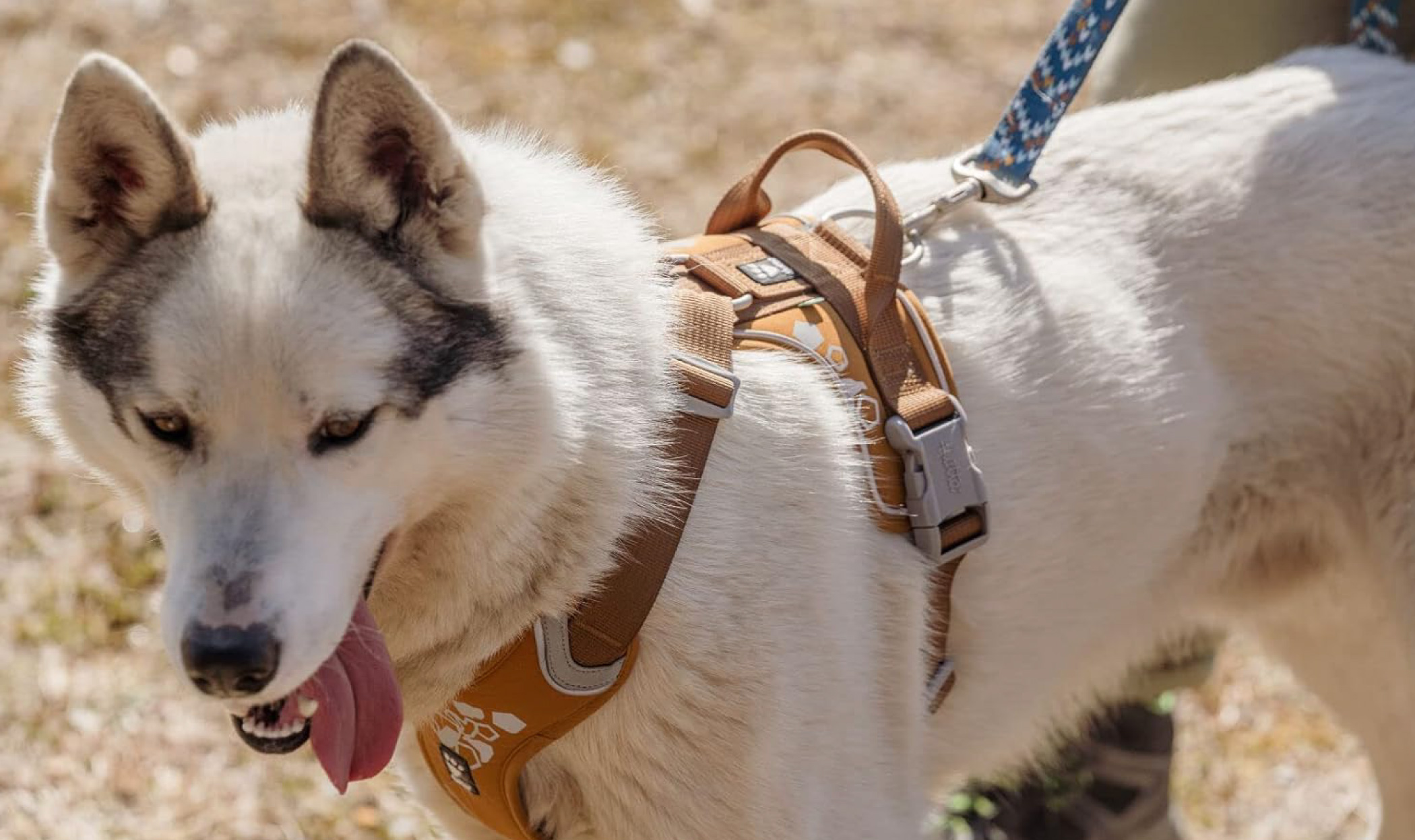 Cane con pettorina ad H durante una passeggiata, con focus su vestibilità, libertà di movimento, gestione al guinzaglio e comfort.