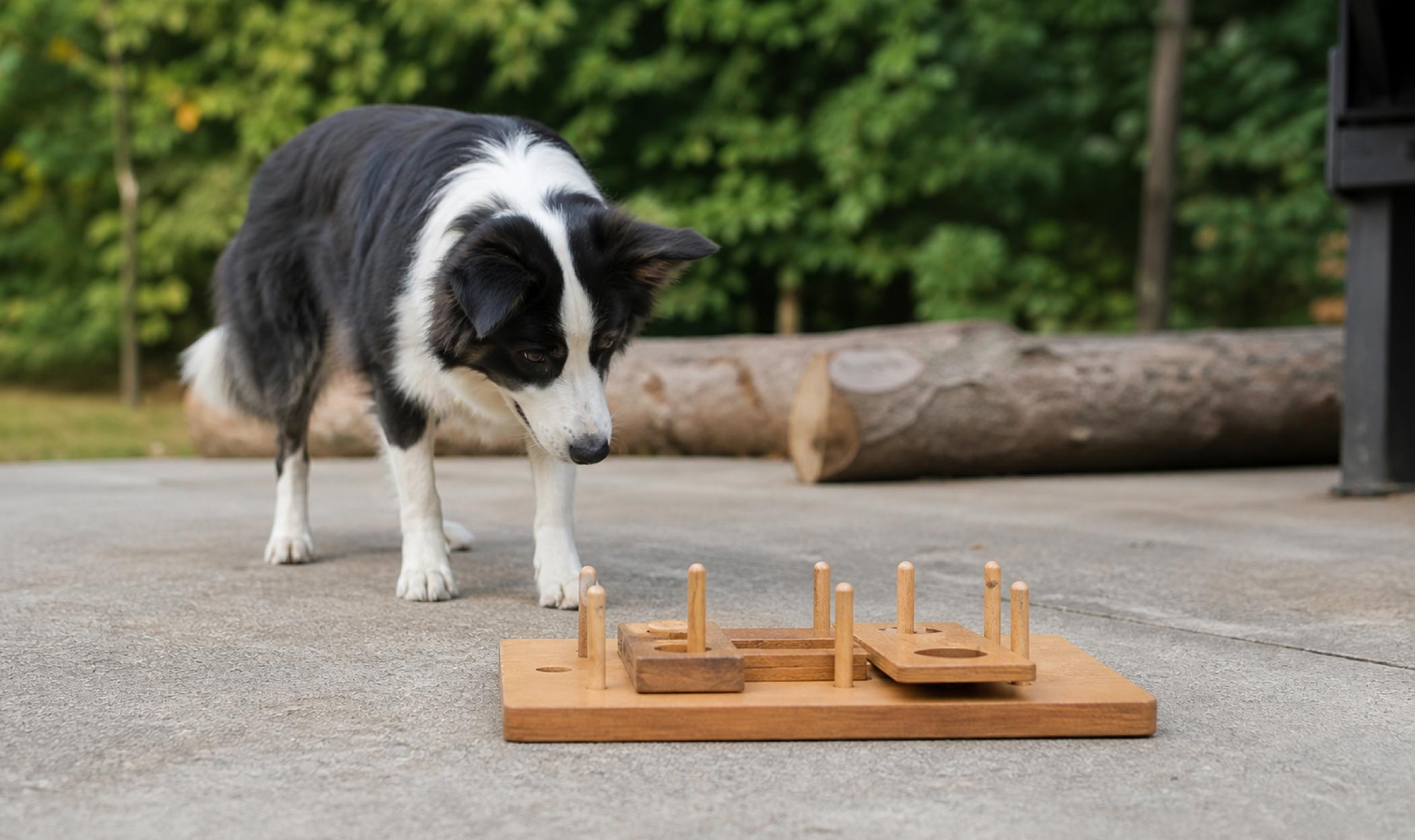 Cane impegnato in un gioco di problem solving, con focus su concentrazione, ragionamento e stimolazione mentale oltre alla sola attività fisica.