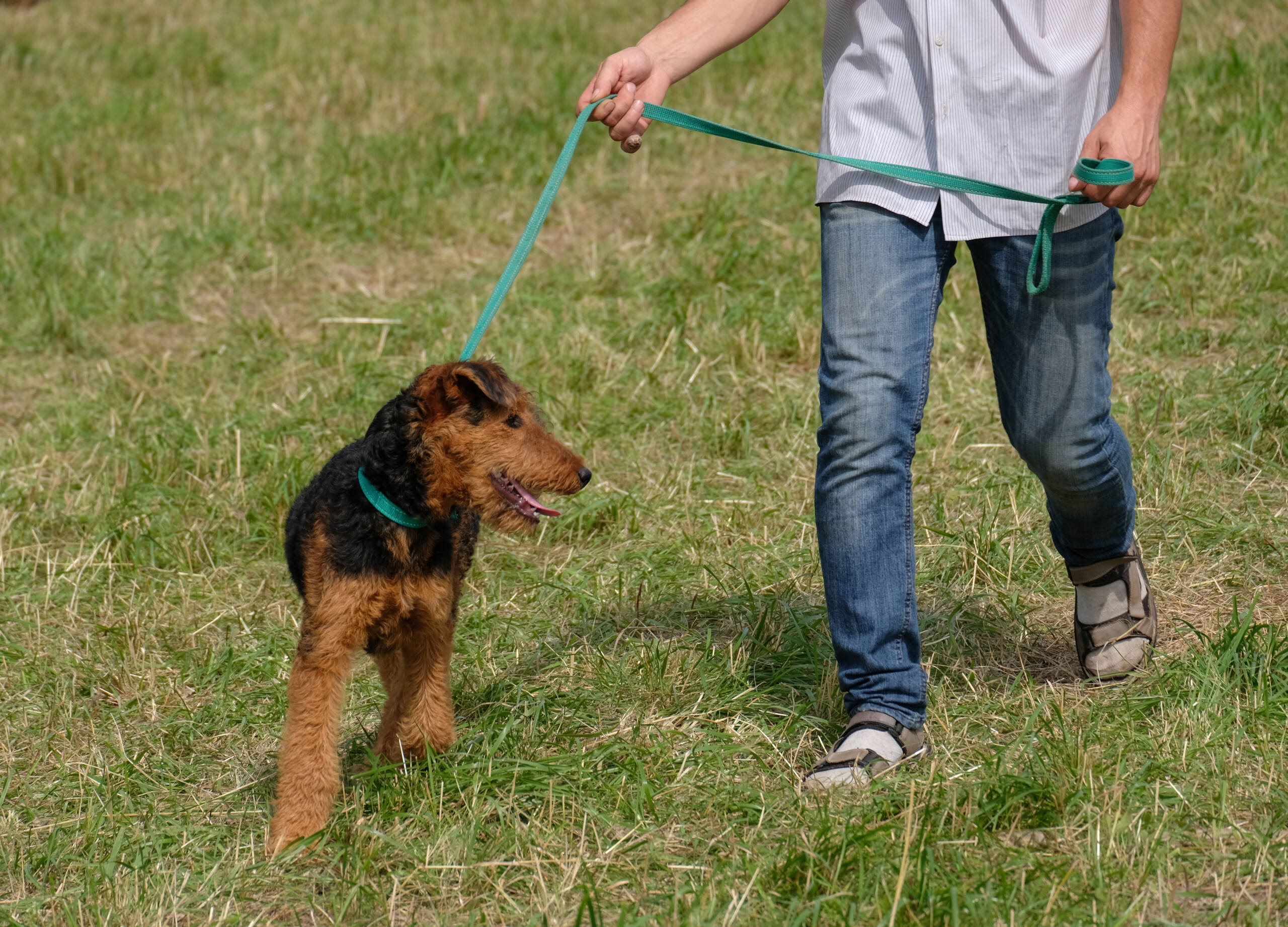Welsh Terrier al guinzaglio durante una passeggiata estiva con il proprietario, con focus su gestione, comunicazione e movimento condiviso.