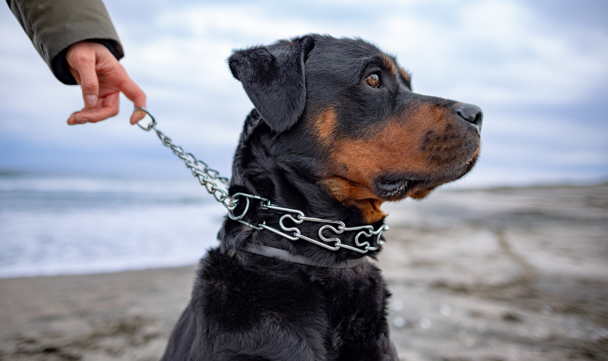 Primo piano di un Rottweiler con collare a strozzo, utilizzato per approfondire il ruolo degli strumenti coercitivi nell'addestramento del cane, i loro possibili effetti sul comportamento e le implicazioni nella relazione tra cane e proprietario.