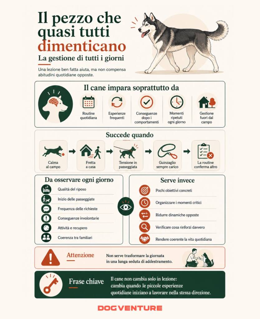 Sintesi illustrata sulla gestione quotidiana del cane, con routine, conseguenze, passeggiate, riposo e coerenza tra familiari.
