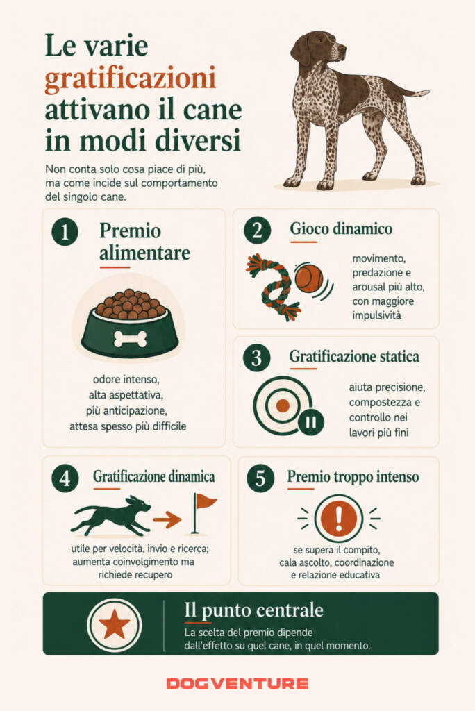 Gratificazioni nel cane e scelta del premio, con focus su cibo, gioco, arousal, aspettativa, impulsività e comportamento del singolo cane.