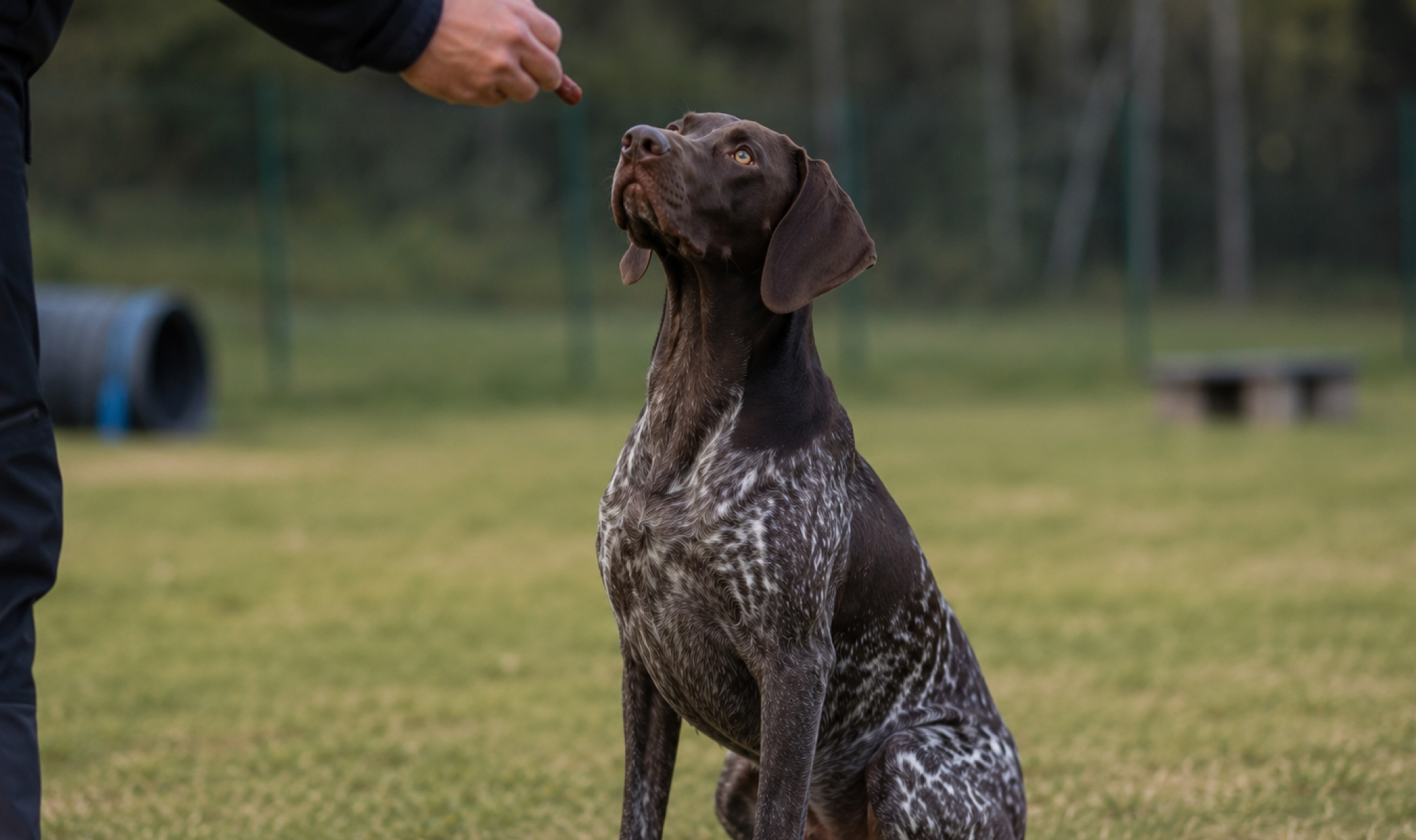 Cane da ferma che mantiene attenzione sul premio durante un esercizio educativo, utile per rappresentare la scelta del rinforzo, il controllo dell'arousal e la motivazione nel lavoro con il cane.