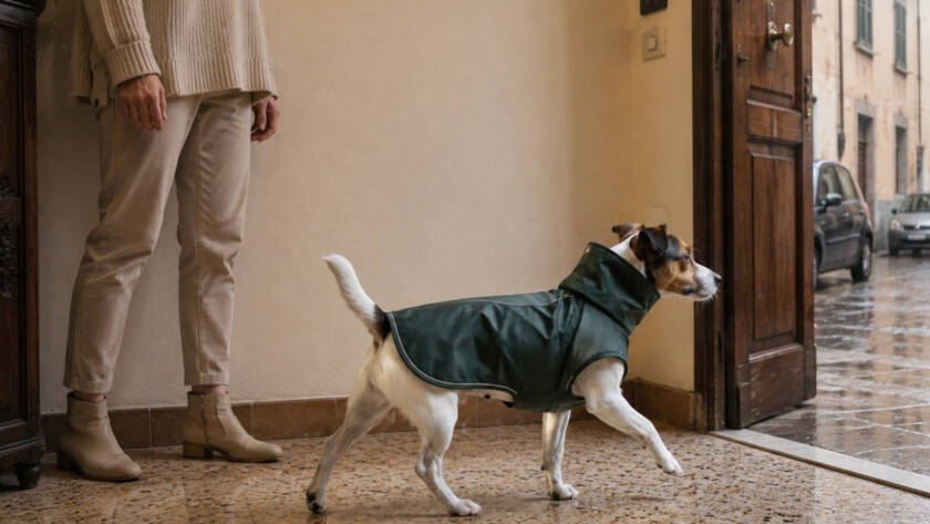 Cane con cappottino impermeabile verde si dirige verso l’uscita di casa in una giornata di pioggia, accompagnato dalla proprietaria.