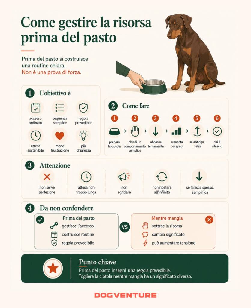 Infografica su come gestire la ciotola prima del pasto, costruendo una routine prevedibile con attesa breve, accesso ordinato e rilascio senza sottrarre il cibo mentre il cane mangia.