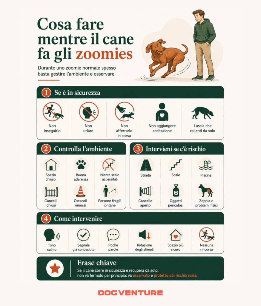 Infografica su cosa fare durante gli zoomies del cane, con indicazioni per gestire l’ambiente, ridurre i rischi e intervenire solo quando necessario.