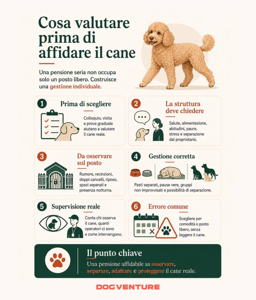 Infografica su cosa valutare prima di affidare il cane a una pensione, con colloquio iniziale, visita della struttura, gestione individuale, separazioni e supervisione degli operatori.
