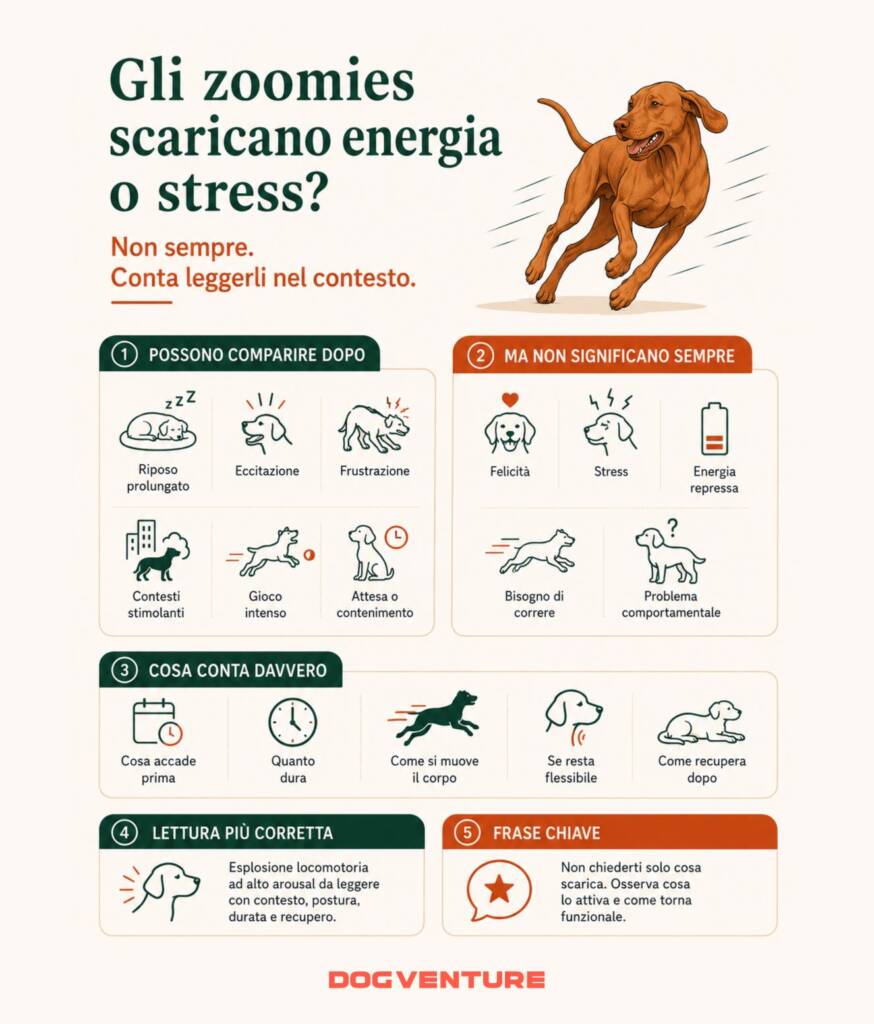 Infografica sul significato degli zoomies nel cane, con possibili cause, contesto, durata, qualità del movimento e modalità di recupero dopo l’episodio.