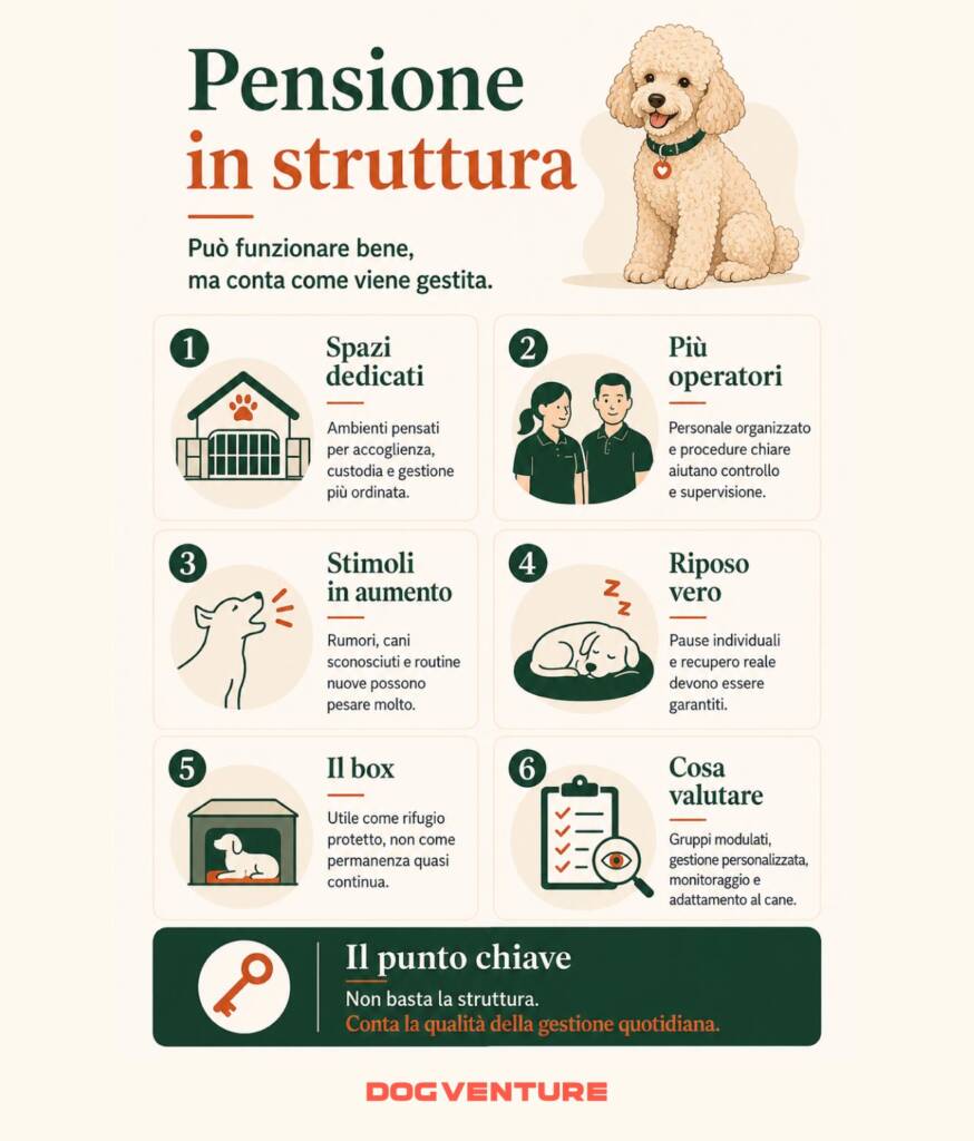 Infografica sulla pensione in struttura per cani, con vantaggi, possibili criticità e criteri per valutare spazi, riposo, supervisione e qualità della gestione quotidiana.