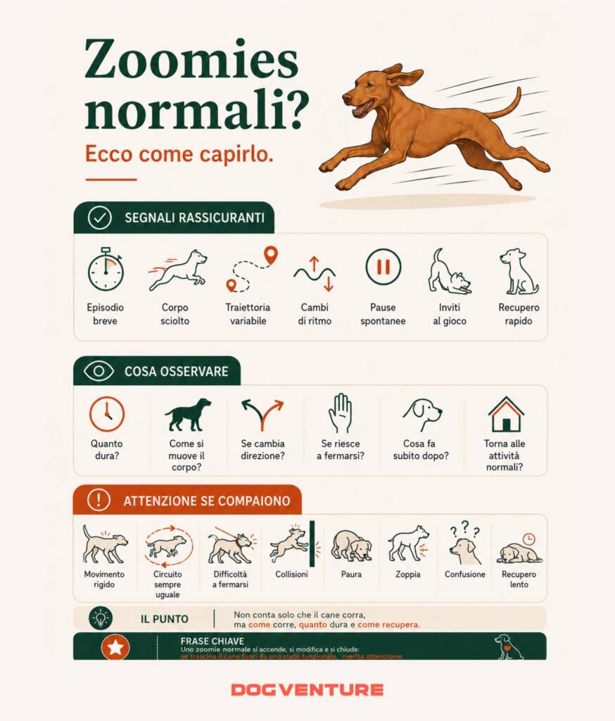 Infografica su come riconoscere gli zoomies normali nel cane, con segnali rassicuranti, aspetti da osservare e comportamenti che meritano maggiore attenzione.