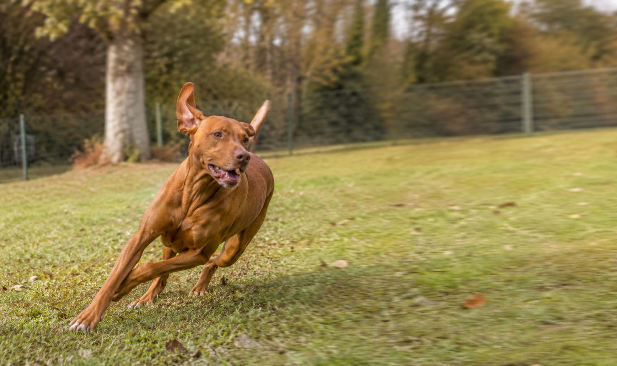 Foto di un Vizsla che corre velocemente in curva su un prato recintato durante uno scatto di zoomies.