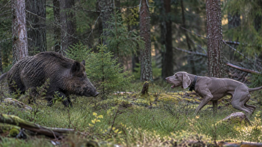 Cane Weimaraner incontra un cinghiale nel bosco durante un’escursione