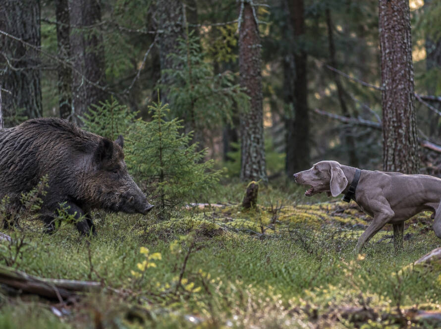 Cane Weimaraner incontra un cinghiale nel bosco durante un’escursione