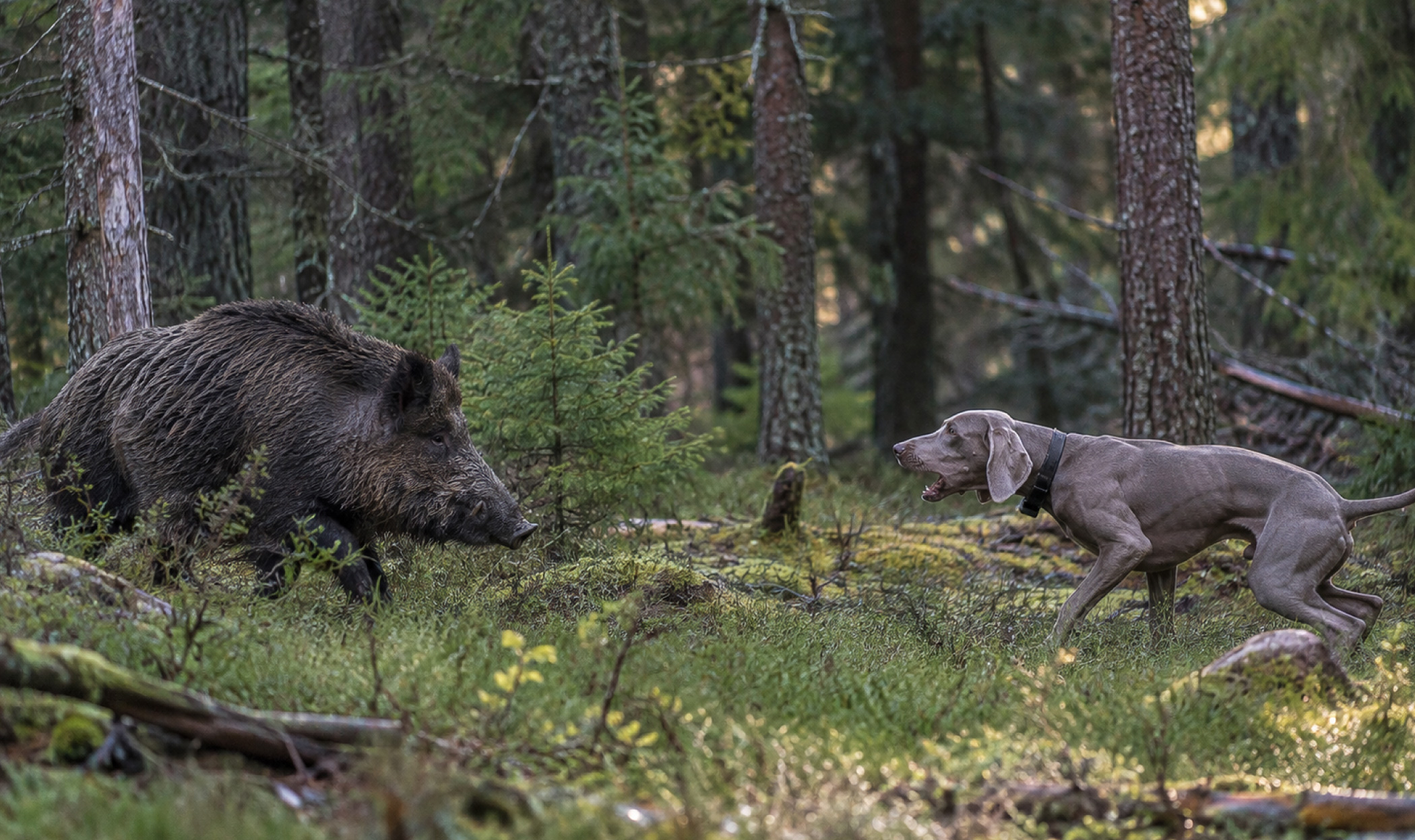 Cane Weimaraner incontra un cinghiale nel bosco durante un’escursione