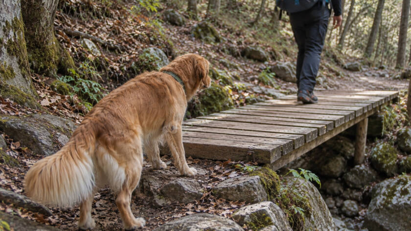 Cane in esitazione davanti a una passerella di legno durante un dog trekking nel bosco