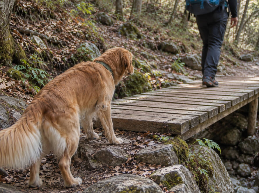 Cane in esitazione davanti a una passerella di legno durante un dog trekking nel bosco