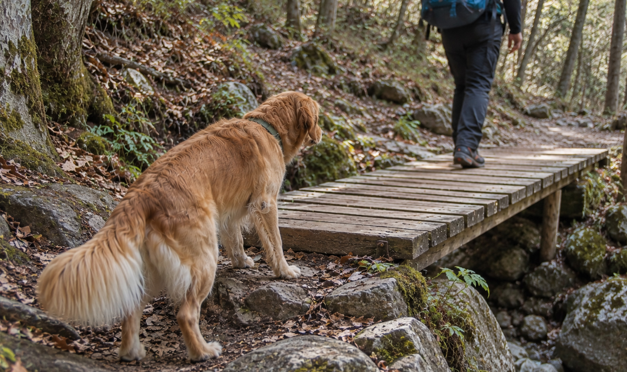 Cane in esitazione davanti a una passerella di legno durante un dog trekking nel bosco