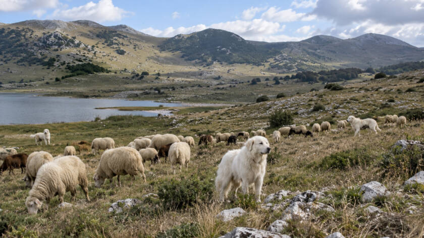 Cani da guardiania con un gregge di pecore durante il pascolo nel Massiccio del Matese in Campania