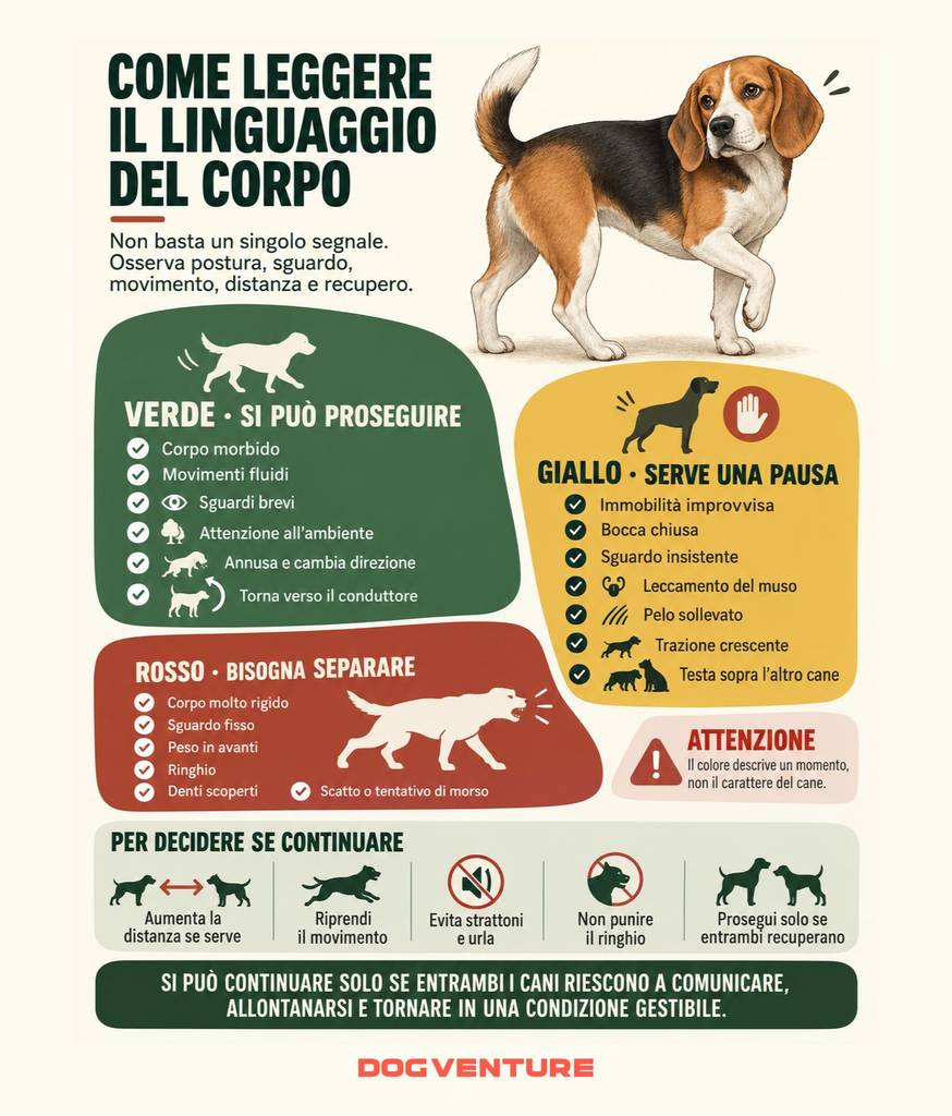 Tavola illustrativa sul linguaggio del corpo del cane, con segnali verdi, gialli e rossi per valutare l’interazione e capire se proseguire, fare una pausa o separare i cani.