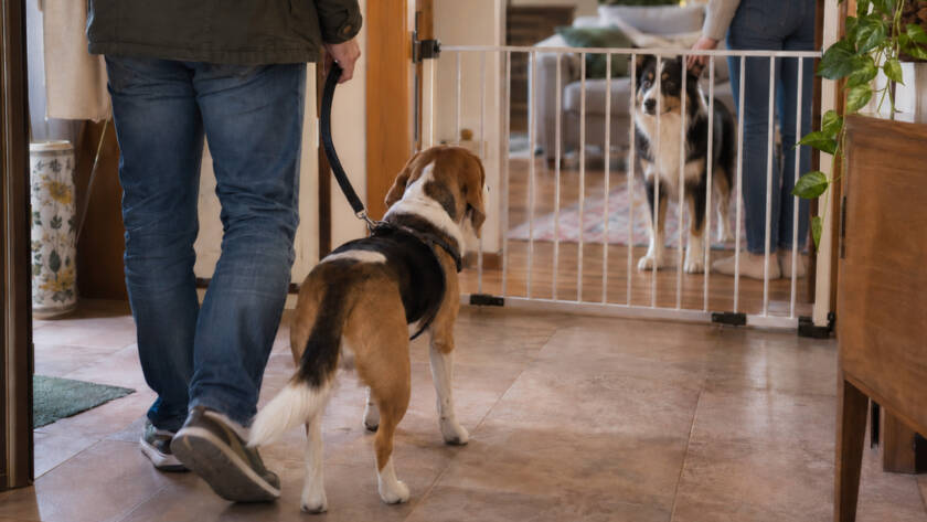 primo incontro tra due cani in casa, gestito con cancelletto di separazione, guinzaglio e presenza dei rispettivi proprietari.