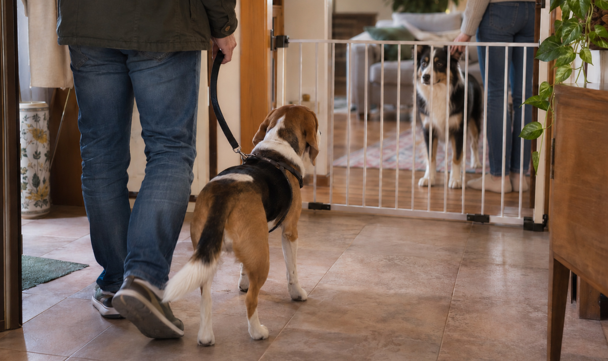 primo incontro tra due cani in casa, gestito con cancelletto di separazione, guinzaglio e presenza dei rispettivi proprietari.