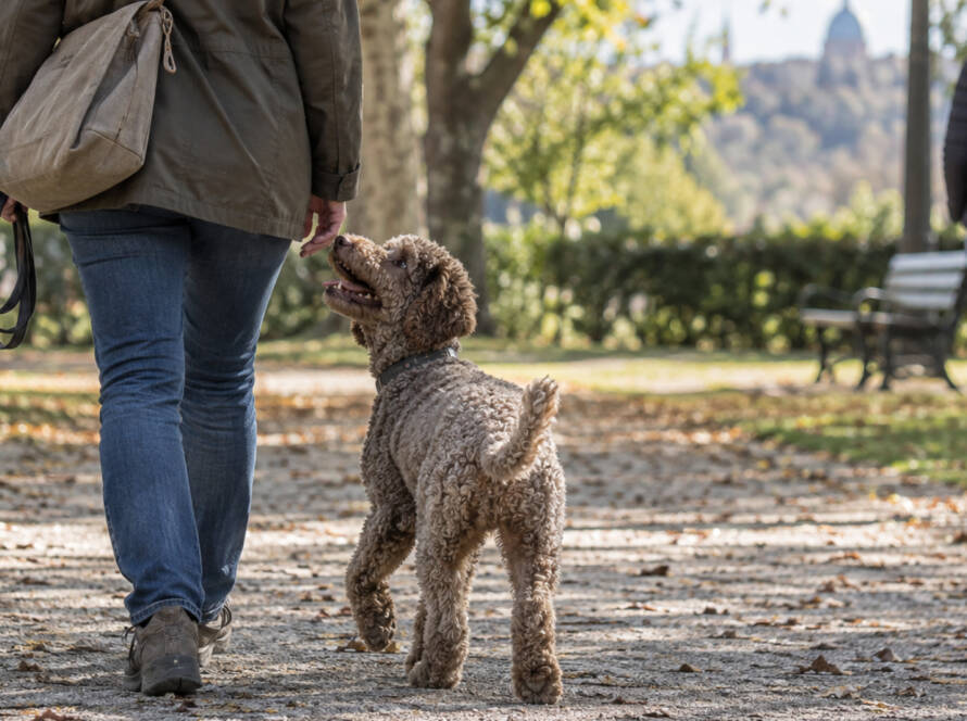 Lagotto Romagnolo durante una passeggiata orienta sguardo e corpo verso la proprietaria mentre un’altra persona si allontana