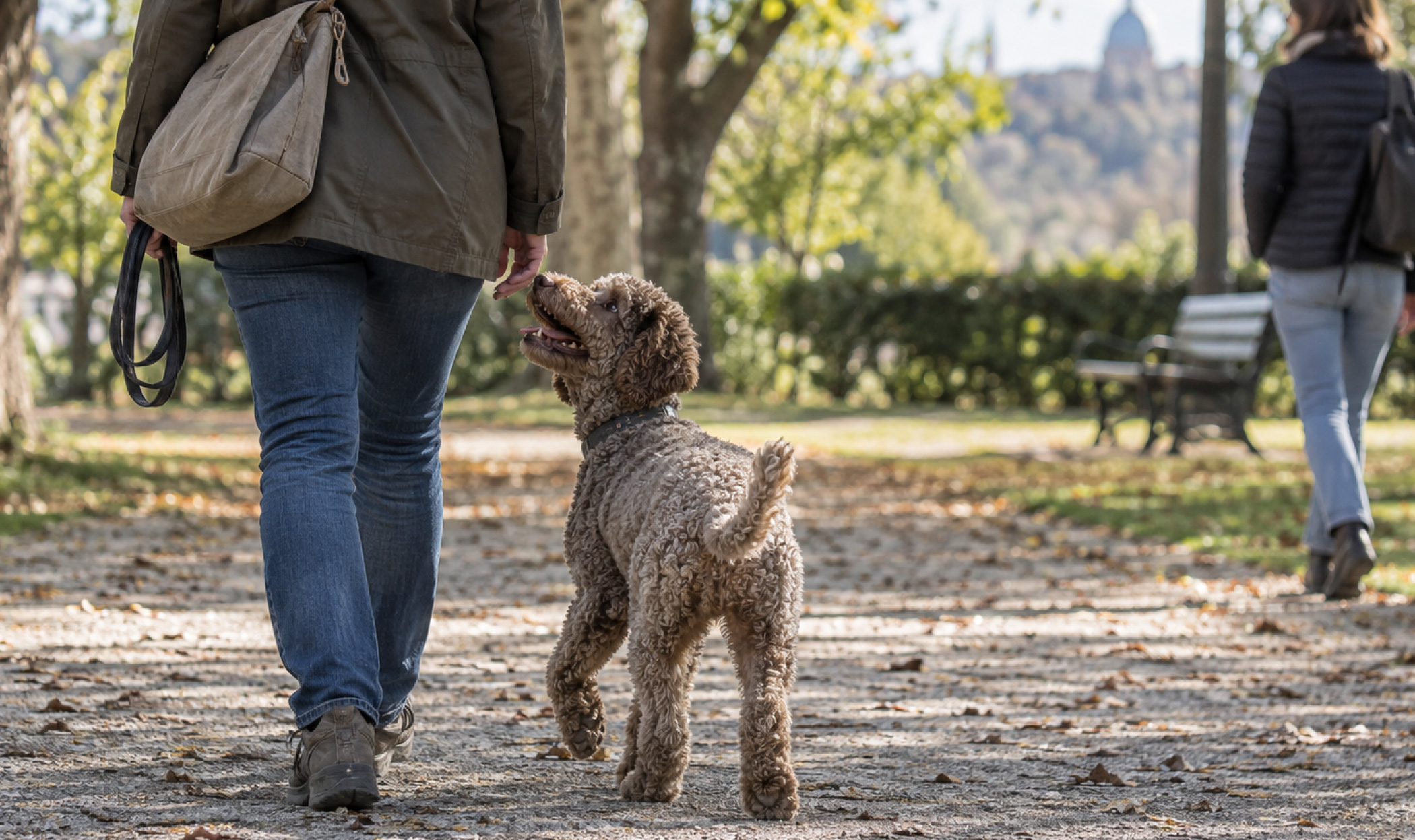 Lagotto Romagnolo durante una passeggiata orienta sguardo e corpo verso la proprietaria mentre un’altra persona si allontana