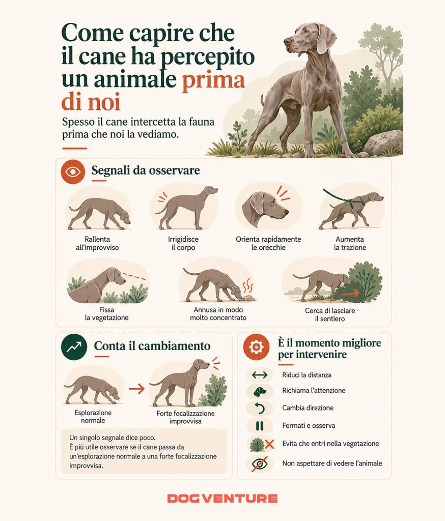 Schema dei segnali che indicano che il cane ha percepito un animale selvatico prima del proprietario