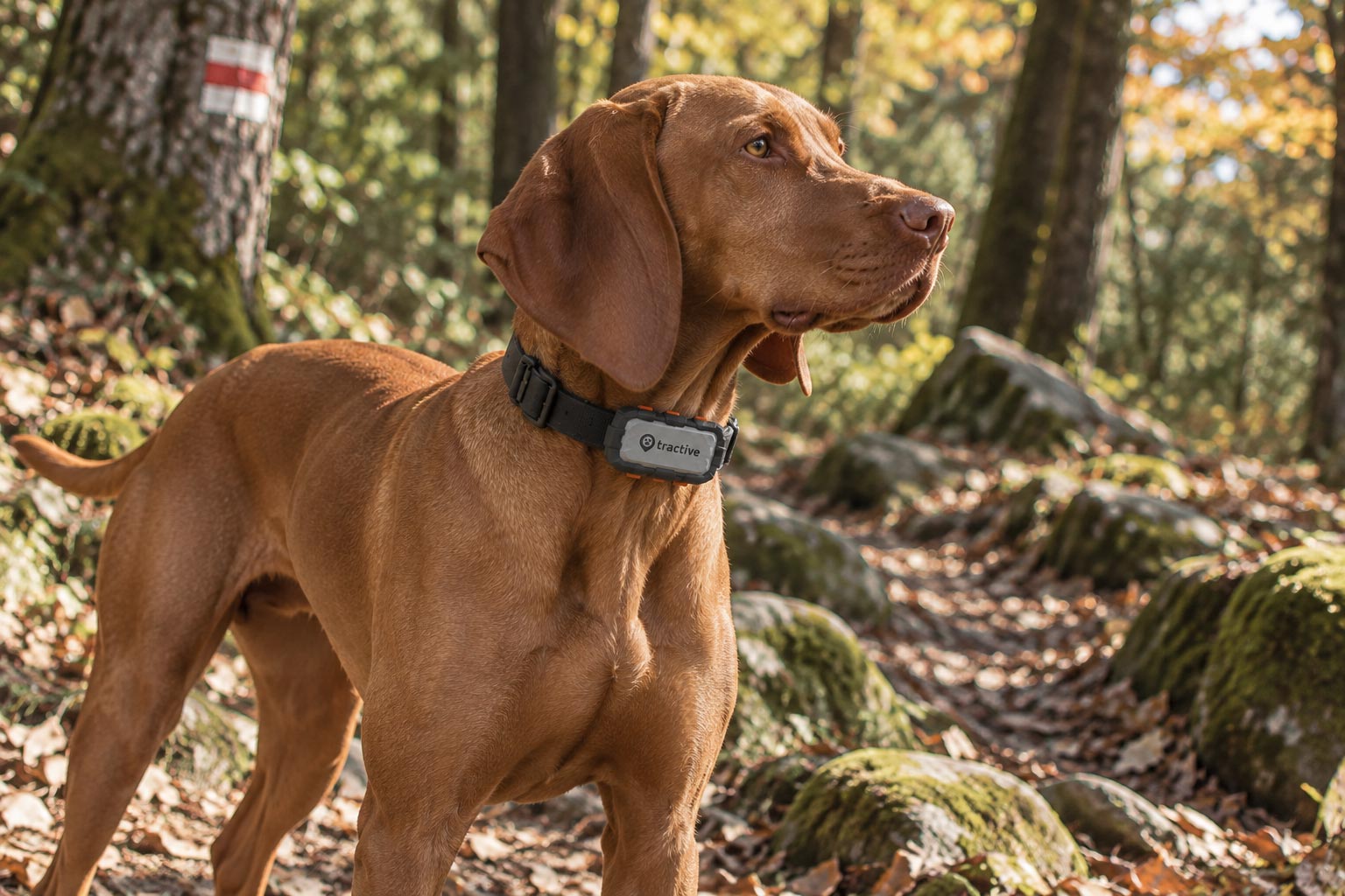 Vizsla con localizzatore GPS Tractive fissato al collare, durante un’escursione su un sentiero boschivo.
