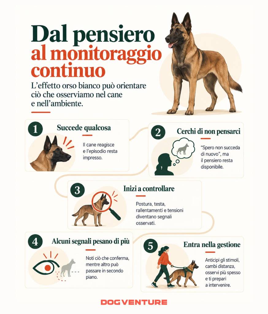 Schema dell’effetto orso bianco che mostra come una preoccupazione possa portare il proprietario a monitorare continuamente cane e ambiente