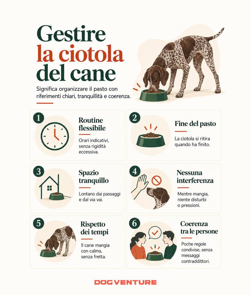 Infografica sulla gestione della ciotola del cane con sei indicazioni pratiche: routine flessibile, fine del pasto, spazio tranquillo, assenza di interferenze, rispetto dei tempi e coerenza tra le persone.