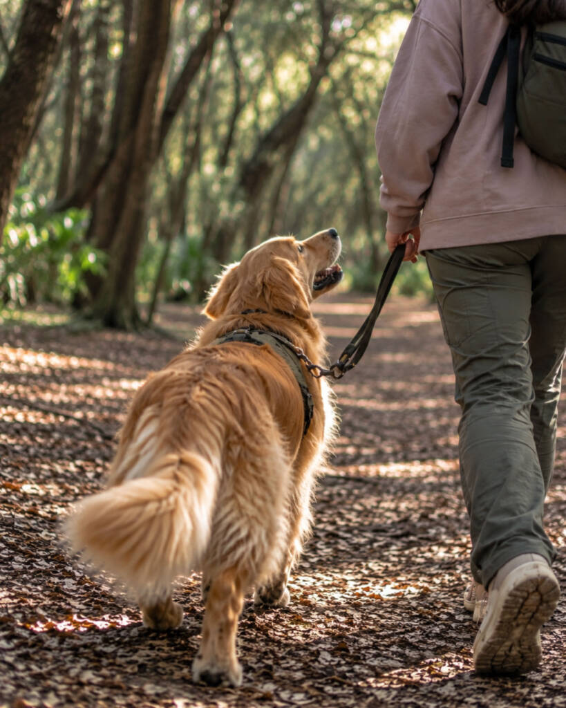 Golden Retriever con pettorina guarda la proprietaria durante una passeggiata educativa al guinzaglio lungo un sentiero alberato nel Bosco di Cuma.